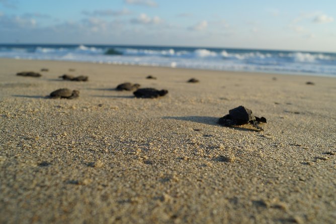 Unique Turtle Sanctuary & Sunset Experience - Tour Details