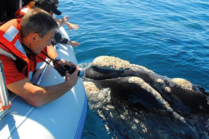 Valdés Peninsula - Full Day Excursion - Booking and Confirmation