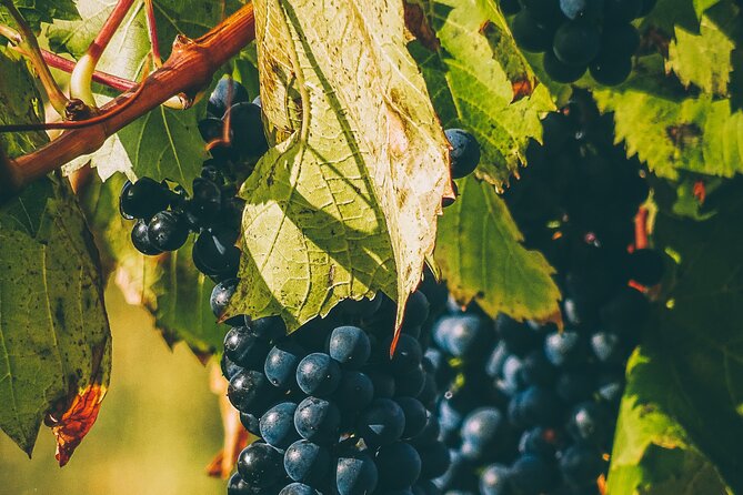 Valle De Guadalupe Winery and Vineyard Tour From San Diego - Wine Tasting Experiences