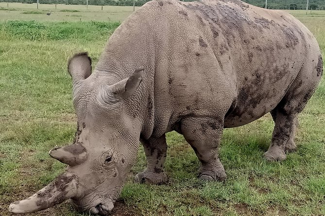 Vegans Special Safari - Pricing Details