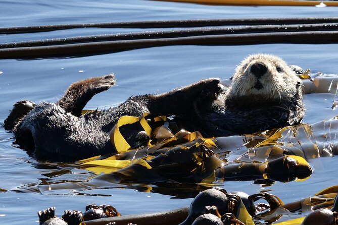 Victoria Whale Watching Tour by Zodiac - What to Expect on the Water
