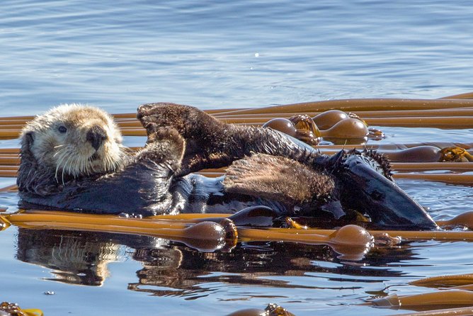 Victoria Whale Watching Tour on a Covered Vessel - Wildlife You Might Encounter