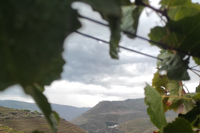 Vinho Verde 2 Wineries + Guimarães - From Porto - Pickup and Drop-off