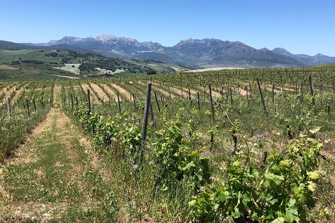 VIP Ronda Wine Tour and Tasting and Gourmet Lunch Experience With Winemaker - Included in the Tour