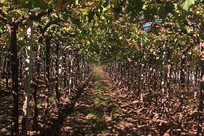 Visit 2 Wineries + Oil Factory. Lunch, Transportation Included. - Schedule and Availability