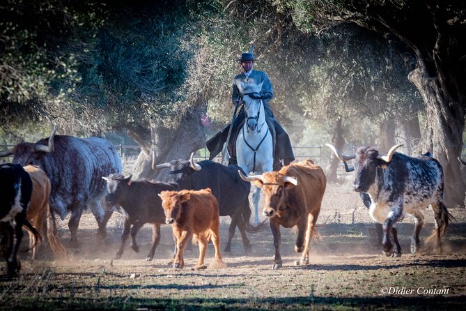 Visit Alvaro Domecq Horses and Brave Bulls in Freedom - Highlights of the Show