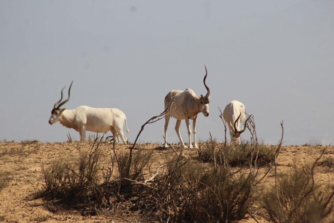 Visit the Souss Massa National Park Including Lunch From Agadir - Whats Included in Your Experience