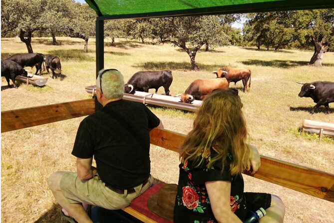 Visit to a Brave Bull Farm in Andalusia - Tour of the Farm Grounds