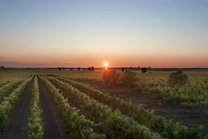 Visit to a Winery in Salento With Wine Tasting and Light Lunch. From Lecce - Highlights of the Winery Tour