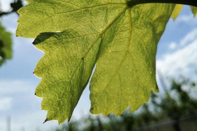 Walk in the Vineyard With Tasting - Tasting Menu and Inclusions
