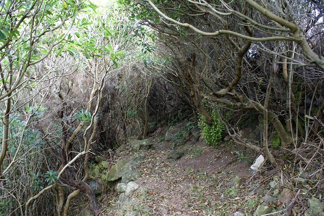 Walking Trails of Terceira - Unique Local Vegetation
