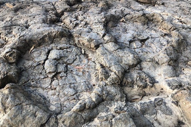 Walking With Dinosaurs Along Asturias Coast - Included and Optional Amenities