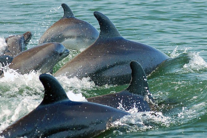 Watch and Swim With Dolphins in the Wild - Tour Details
