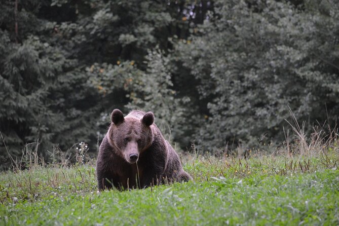 Watching Brown Bear Experience and Gulyas Taste From Brasov - Itinerary and Inclusions