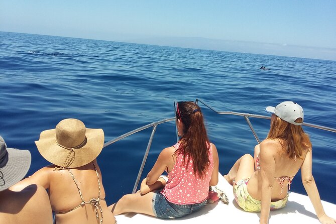 Whale and Dolphin Watching Tour Los Gigantes and Masca in Small Groups - Whats Included in the Tour