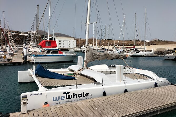 Whale & Dolphin Observation on Silent Catamaran With Hydrophone - Dolphin Watching Opportunities