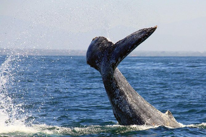 Whale & Dolphin Watching Cruise in Puerto Vallarta All Inclusive - Included Amenities