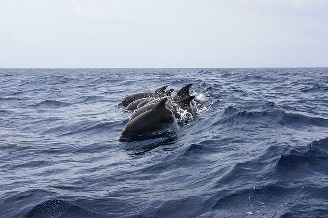 Whale & Dolphin Watching in Tenerife (Puerto Colon) On a Large Catamaran - Tour Experience
