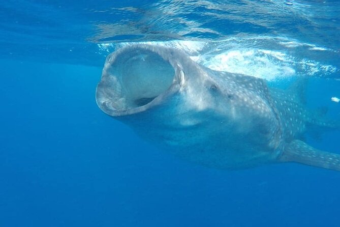 Whale Shark Adventure in Isla Mujeres and Cancun - Health and Safety Guidelines