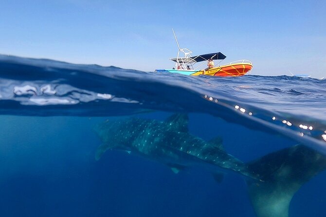 Whale Shark and Snorkeling Adventure From Isla Holbox - Included Amenities and Services