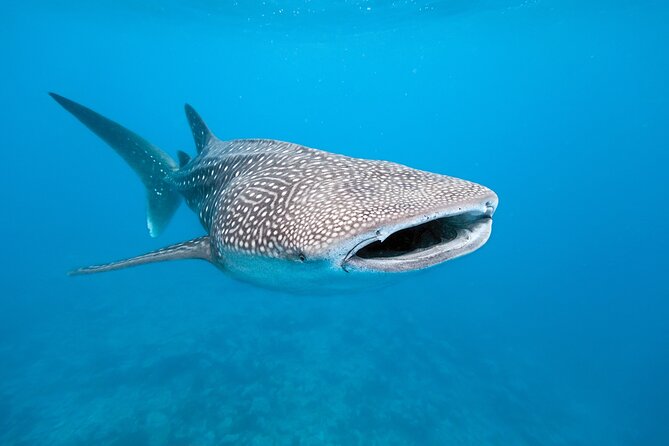 Whale Shark Snorkeling Experience From Cancun and Riviera Maya - Inclusions