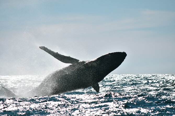 Whale Watching - Inclusions and Logistics