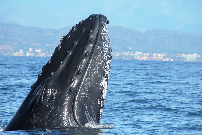Whale Watching Afternoon Departure - Meeting and Departure