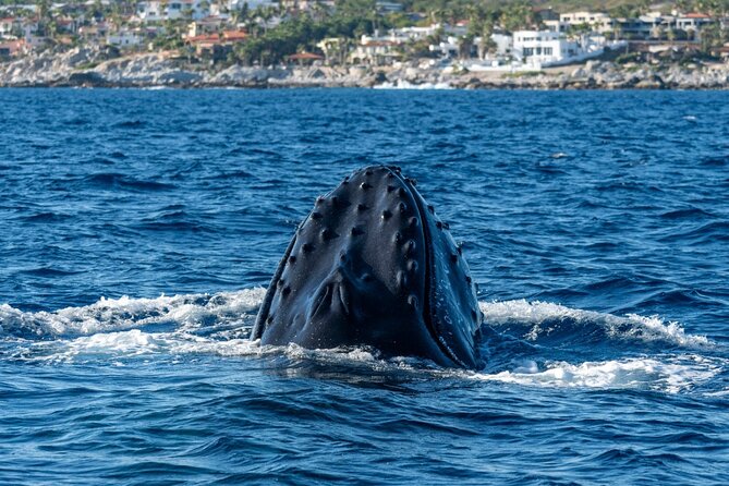 Whale Watching by Zodiac in Cabo San Lucas With Photos Included - Experience Details