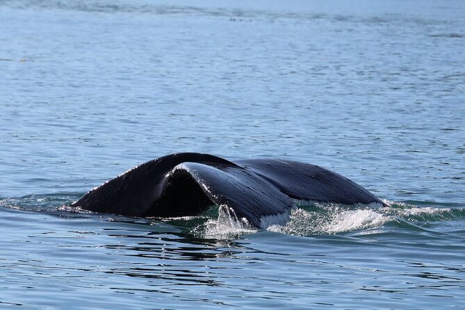 Whale Watching Cruise From Newport Beach - Onboard Amenities and Vessel Details