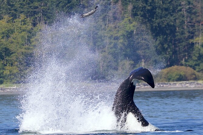 Whale Watching Cruise With Expert Naturalists - On-Board Expert Naturalists