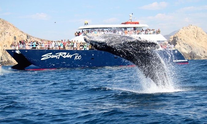 Whale Watching Dinner Cruise in Cabo San Lucas - What to Expect During the Cruise