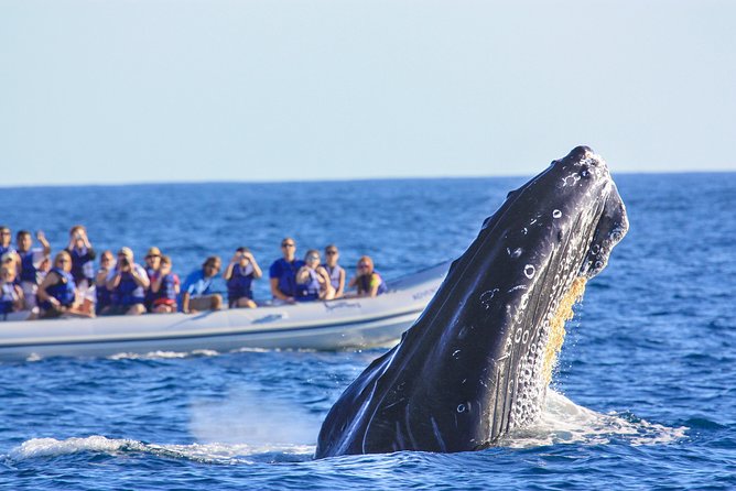 Whale Watching Experience - Tour Details and Inclusions