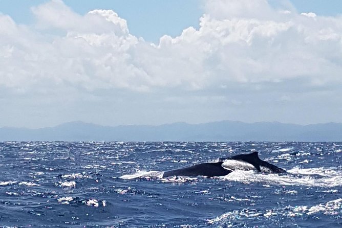 Whale Watching in Samana - Inclusions and Pricing