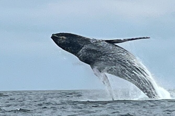 Whale Watching Kelly - Meeting Point Details