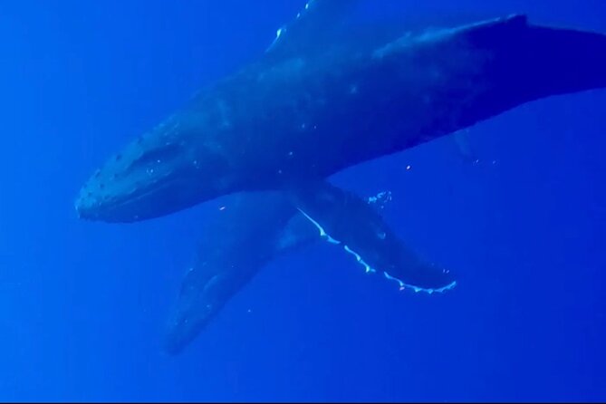 Whale Watching on Big Island - Meeting Point and Pickup