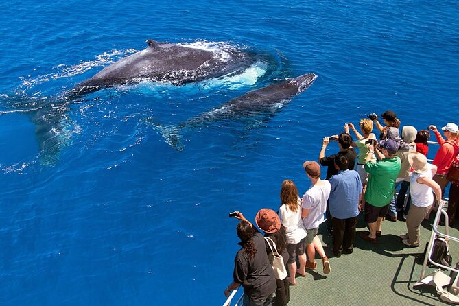 Whale Watching & Samana Bacardi Island - Pickup and Meeting Details