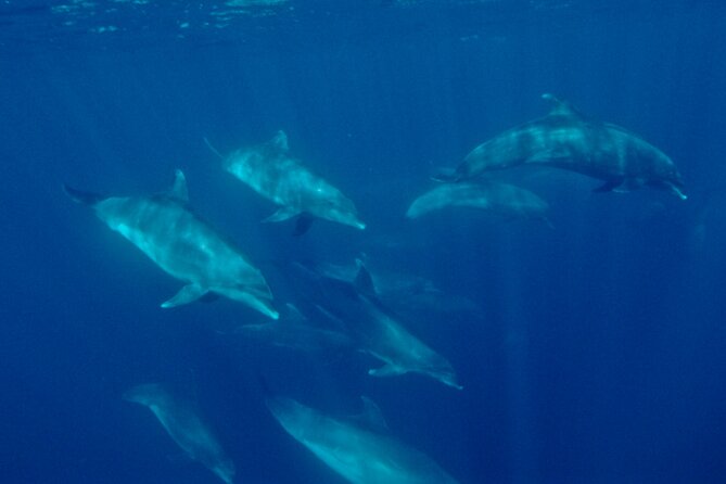 Whale Watching San Diego: Private Charter Experience - Inclusions