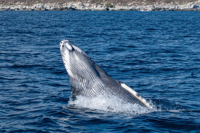 Whale Watching & Snorkeling Combo in Los Cabos With Photos Included - Meeting and End Points