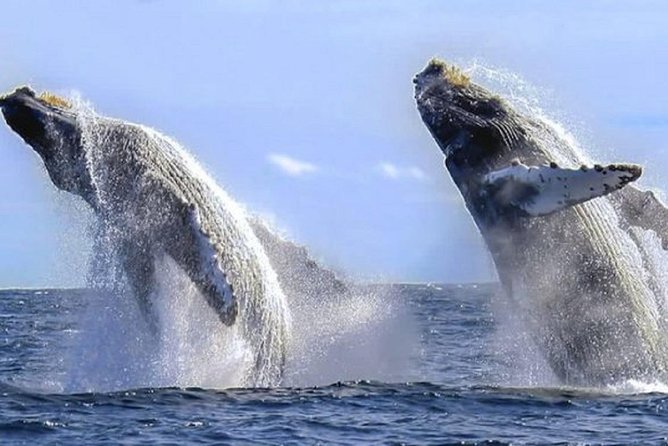 Whale Watching With Hydrophones! Hear the Whales! - Location and Duration