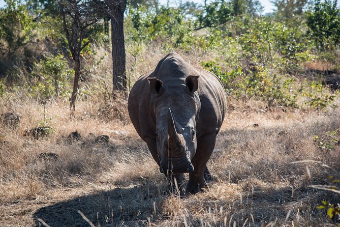 White Rhino Walk in the Mosi Oa Tunya - Importance of White Rhinos