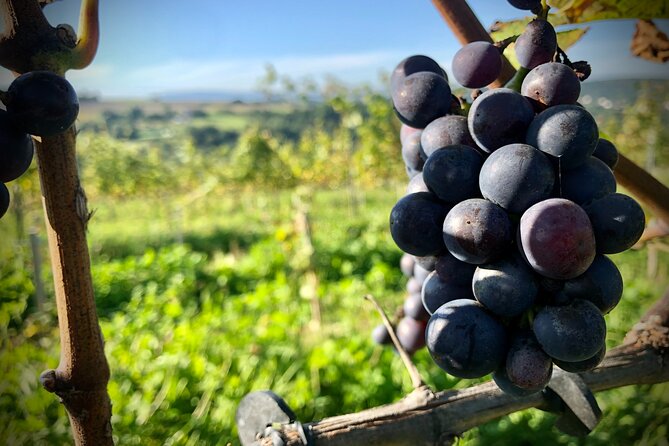 Wieliczka Vineyard: Wine Tasting With Local Snacks - Exploring Wieliczka Vineyard