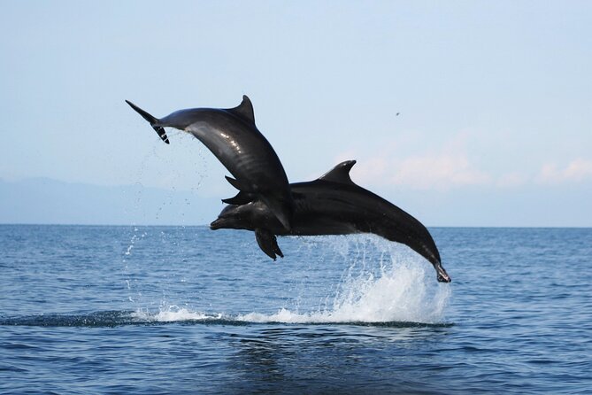 Wild Dolphins Encounter & Snorkeling - Meeting Details