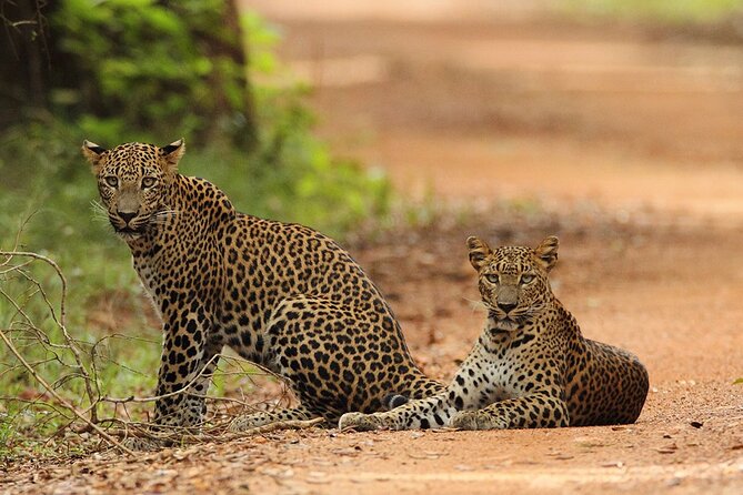 Wilpattu National Park 4-Hours Safari | With Naturalist - Meeting and End Point
