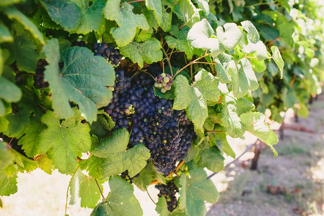 Wine, Brew and Spirits Tasting With Lunch Included - Inclusions and Pickup