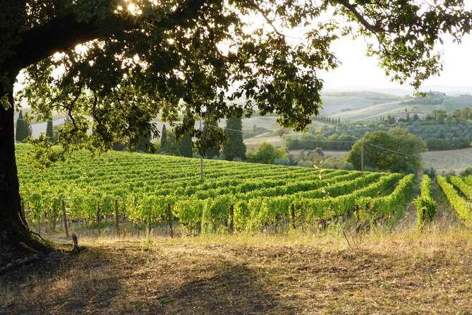Wine Tasting and Vineyard Visit Review - Pricing and Cancellation