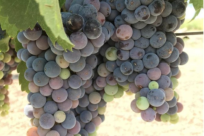 Wine Tour Pros - Napa Valley Wine Tour and Transportation - Amenities Included in Tours