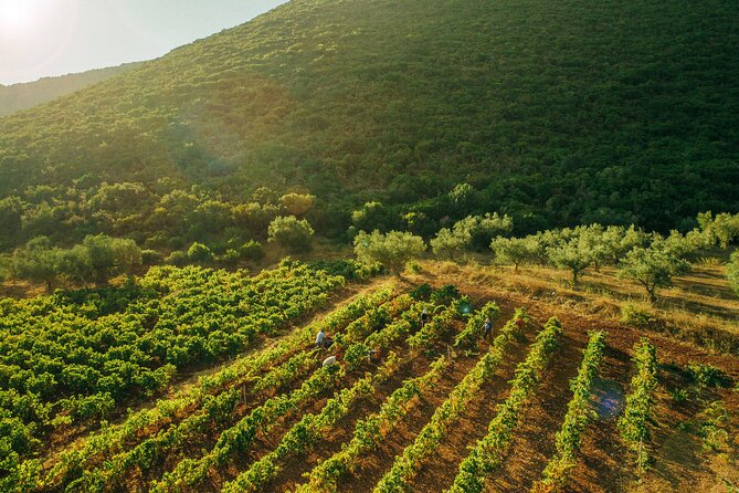 Winery Tour and Tasting in Zakynthos With the Winemaker - Included in the Experience