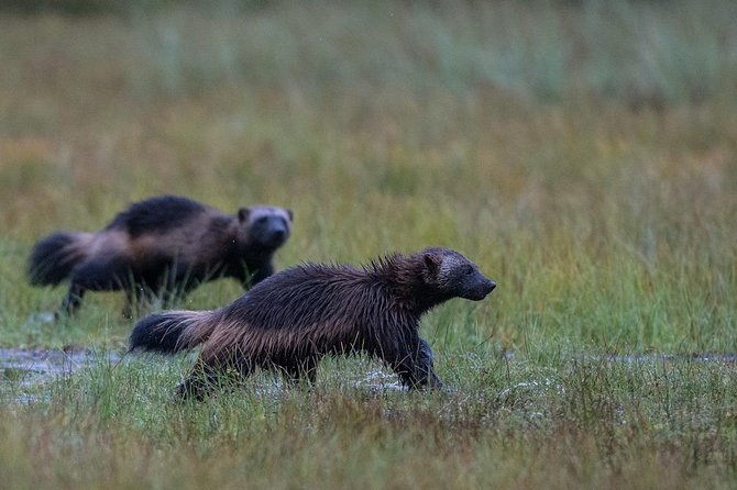 Wolverine Photography in Summer - Seasonal Highlights