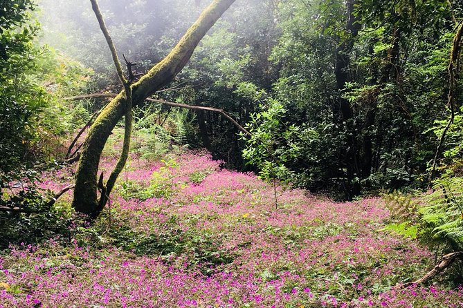 Wonderful Hike Through the Magic Forest of Tenerife - Inclusions
