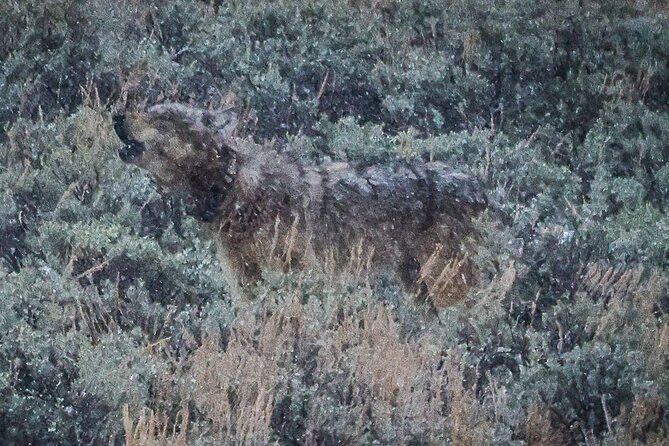 Yellowstone Full-Day Upper Loop Wildlife Adventure W/Lunch - Inclusions and Amenities